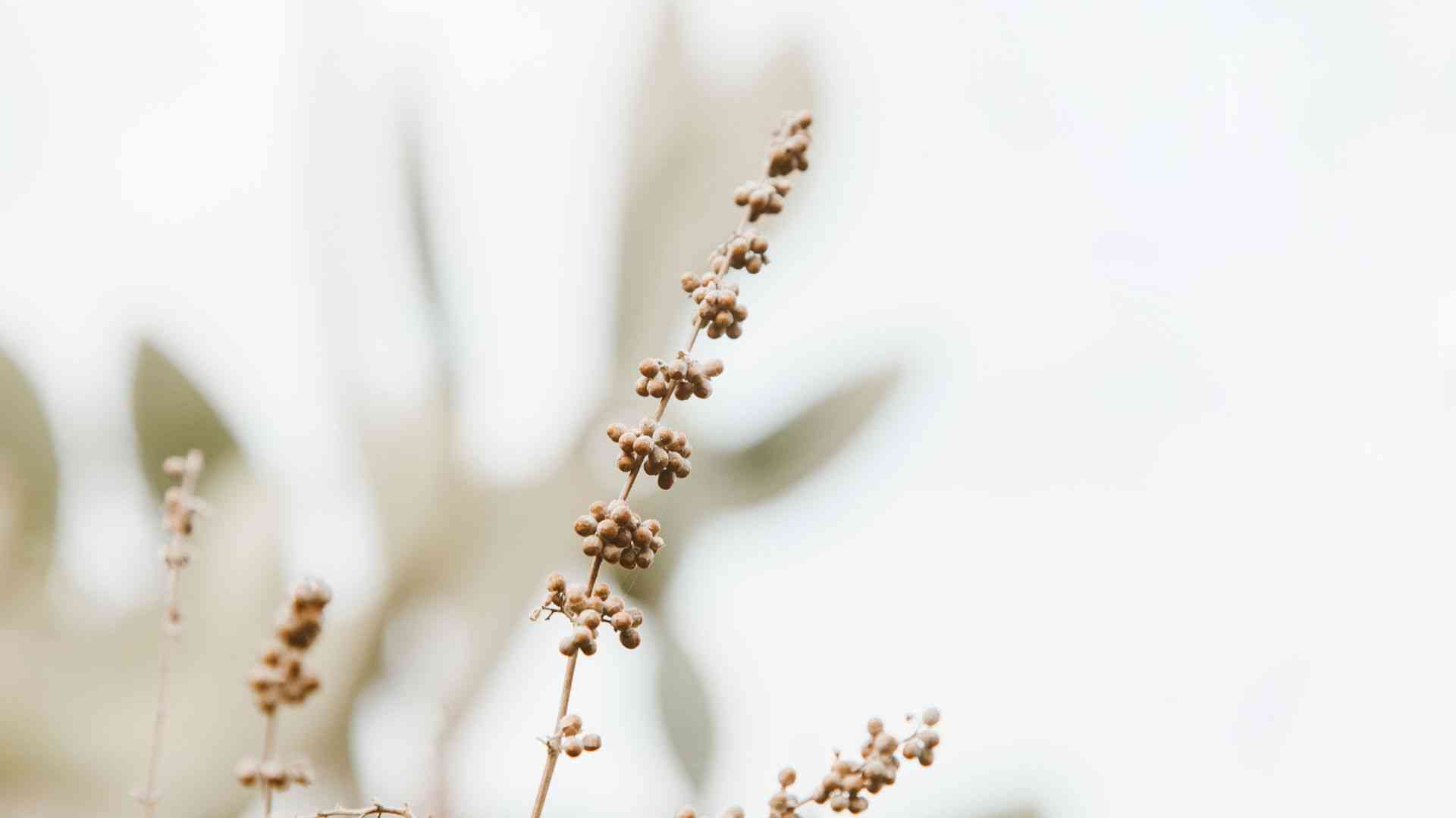 beige zarte Blütenknospen